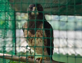 Capturan a tres personas por caza de águilas cuaresmeras  en zona rural de Ibagué